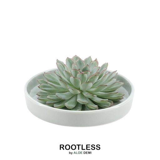 "ROOTLESS Succulent Echeveria Pulidonis in Schale 'grün' Ø20 cm - ↕5 cm image"