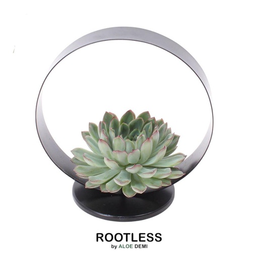 "ROOTLESS Succulent Echeveria Pulidonis auf Deko Tischstandard Ø20 cm - ↕20 cm image"