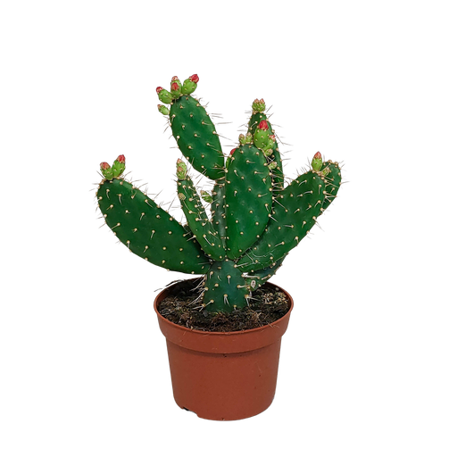 "Opuntia quitensis 12 cm image"