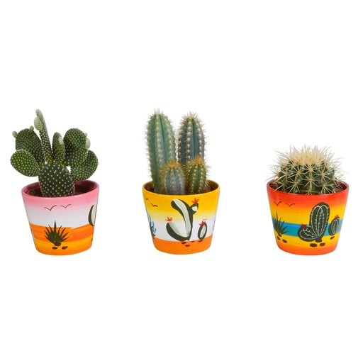 "Kakteenmischung 10,5 cm - in Mexicaanse pot - 3x image"