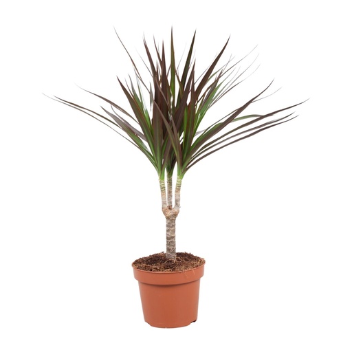 "Drachenbaum Magenta (Dracaena magenta) – pflegeleichte Zimmerpflanze, Topf-Ø 12 cm, Höhe ca. 50 cm image"