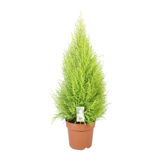 "Cupressus Goldcrest Wilma - Ø21cm - ↕90cm image"
