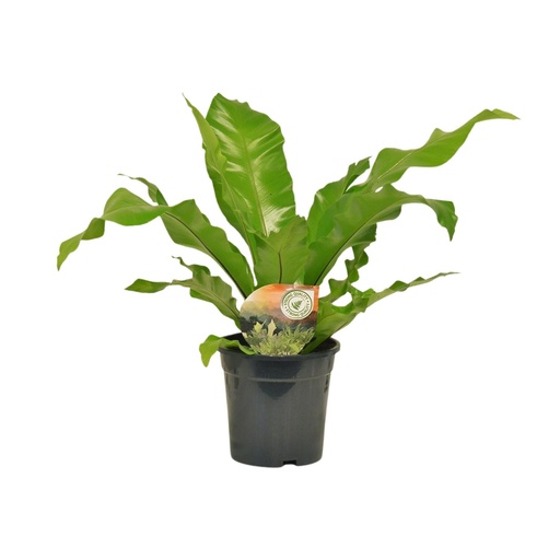 "Asplenium Nidus - Ø17cm - ↕60cm image"