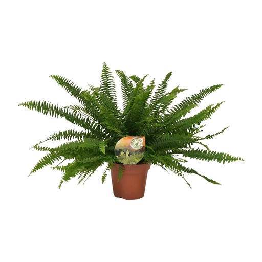 "Nephrolepis Green Lady - Ø17cm - ↕40cm image"