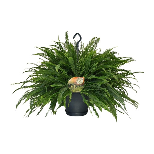 "Nephrolepis Green Lady - Ø20cm - ↕60cm image"