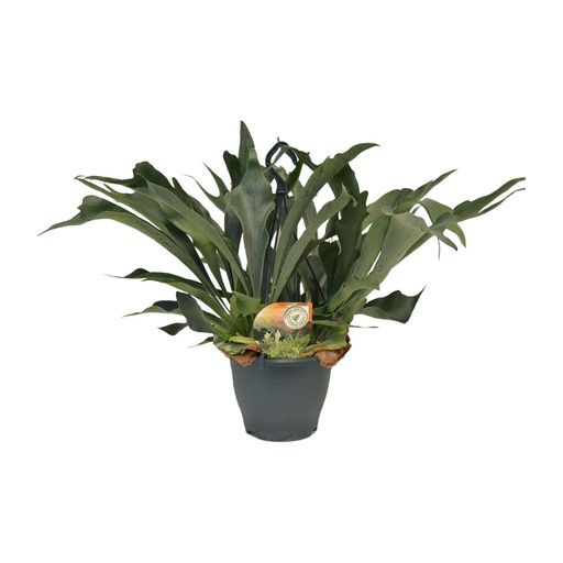 "Geweihfarn (Platycerium bifurcatum) – pflegeleichte Zimmerpflanze, Topf-Ø 21 cm, Höhe ca. 50 cm image"