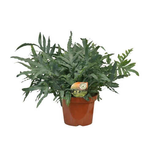 "Goldtüpfelfarn (Phlebodium aureum) – pflegeleichte Zimmerpflanze, Topf-Ø 26 cm, Höhe ca. 80 cm image"