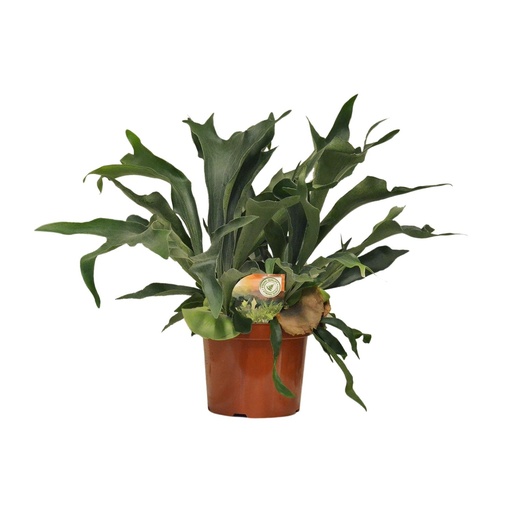 "Platycerium Bifurcatum - Ø26cm - ↕80cm image"