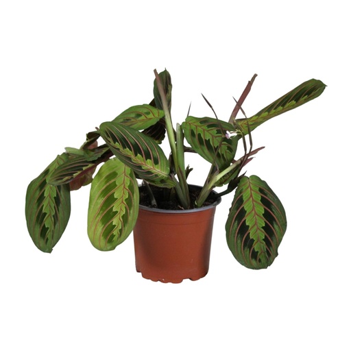 "Maranta Leuconeura Fascinator - Ø12cm - ↕30cm image"