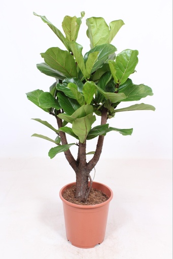 "Ficus Lyrata verzweigt - Ø27cm - ↕120cm image"