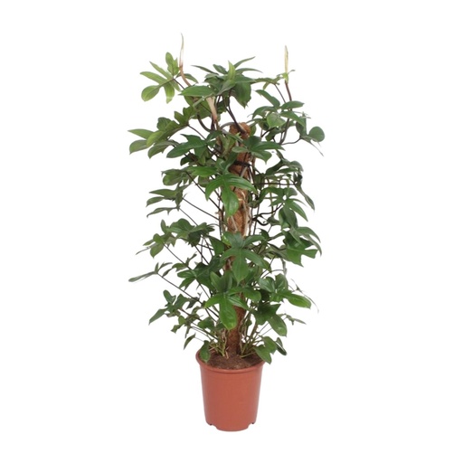 "Philodendron Pedatum - Ø27cm - ↕130cm image"