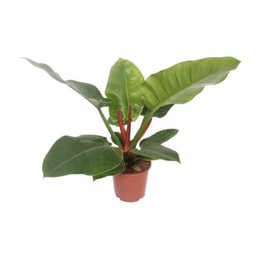 "Philodendron Imperial Green - Ø17cm - ↕60cm image"