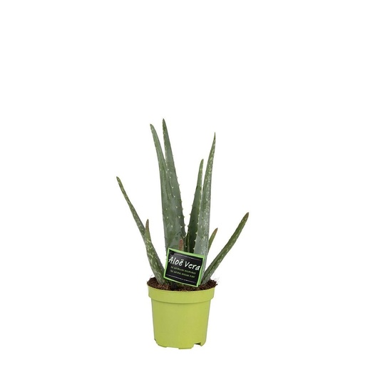 "Aloë Vera 10,5cm - Ø10,5 ↕35 image"