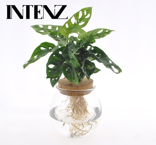 "Monstera Adansonii in Kugelglas + Klickkork - Ø12cm - ↕25cm image"