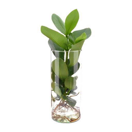 "Clusia In Cylinder Glas - Ø12cm - ↕30cm image"