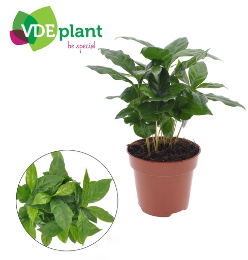 "Coffea Arabica - Ø12cm - ↕30cm image"