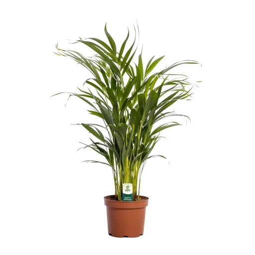 "Dypsis Lutescens - Ø17cm - ↕65cm image"