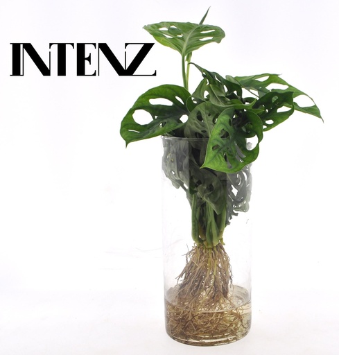 "Monstera im Zylinderglas - Ø12cm - ↕25cm image"