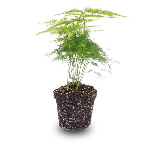 "Asparagus Setaceuse Plumosus – Zierspargel - Terrarienpflanze - Topfgröße 6 image"