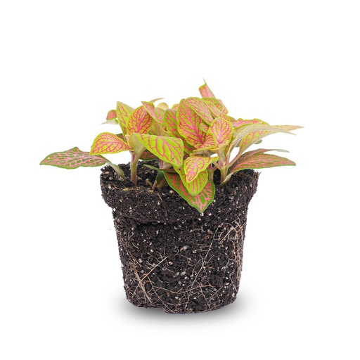 "Fittonia Orange - Rosa - Ruby Lime - Mosaikpflanze - Topfgröße 8 image"