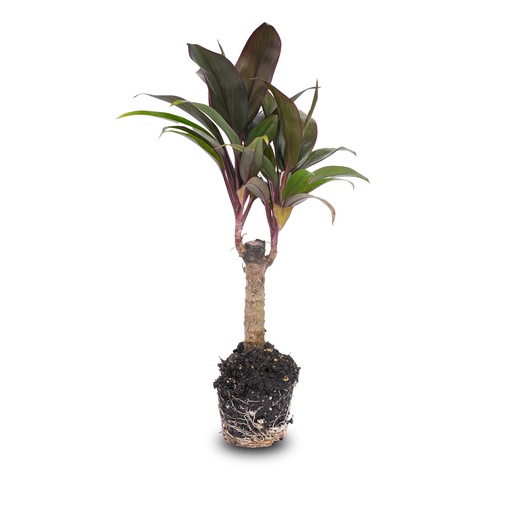 "Mini-Palme - Cordyline fruticosa 'Purple Compacta' - Terrarienpflanze - Topfgröße 6 image"
