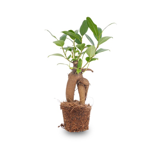 "Ginseng-Feige (Ficus ginseng) – pflegeleichte Zimmerpflanze, Topf-Ø 6 cm, Höhe ca. 6 cm image"