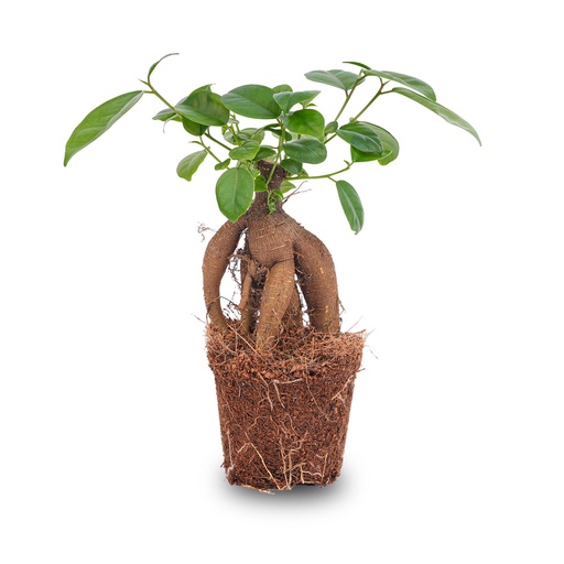 "Lorbeer-Feige (Ficus microcarpa) – pflegeleichte Zimmerpflanze image"