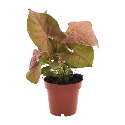 "Syngonium Neon - Ø12cm - ↕25cm image"