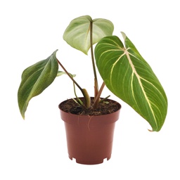 Tree Philodendron (Philodendron selloum) – easy-care houseplant, pot Ø 1