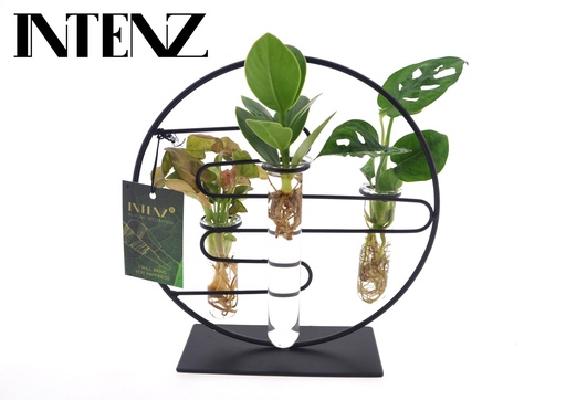 "Zimmerpflanzen Intenz Mix In Dubai 2.0 Glas - Topf-Ø 12 cm - Höhe ca. 25 cm image"