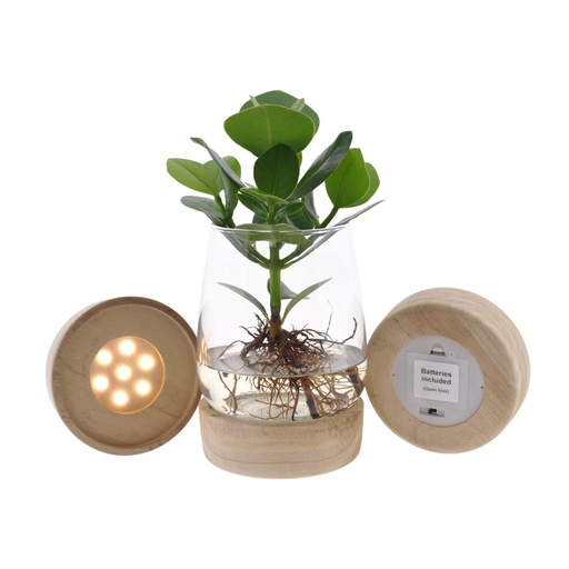 "Clusia In Kingston Glas + LED - Topf-Ø 12 cm - Höhe ca. 30 cm image"