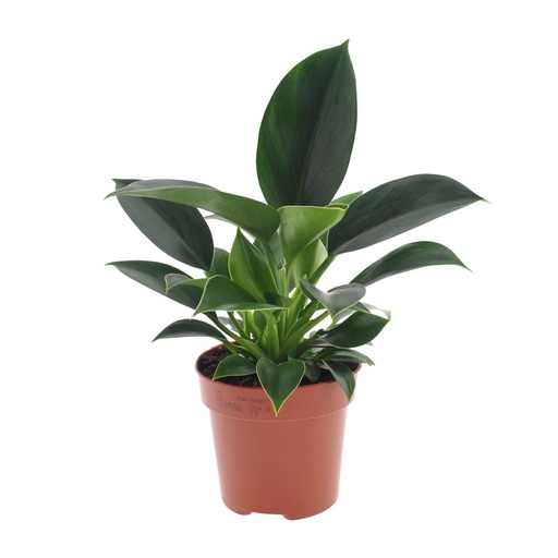 "Philodendron Green Princess - Ø12cm - ↕25cm image"