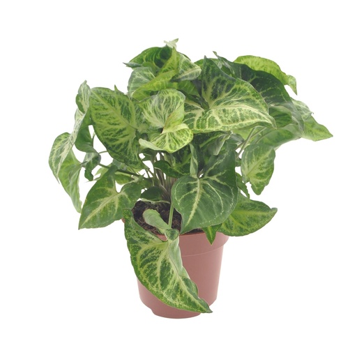 "Syngonium Pfeil - Ø12cm - ↕25cm image"