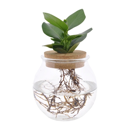 "Clusia In Kugelglas + Klickkork - Topf-Ø 12 cm - Höhe ca. 30 cm image"