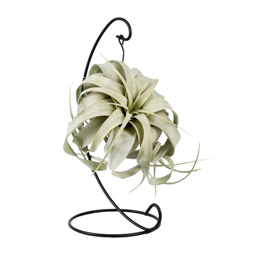 "Tillandsia König Xero - Ø12cm - ↕23cm image"