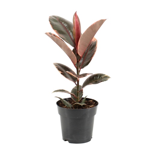 "Gummibaum (Ficus elastica) – pflegeleichte Zimmerpflanze, Topf-Ø 17 cm, Höhe ca. 55 cm image"