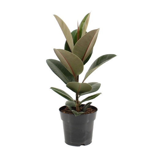 "Gummibaum (Ficus elastica) – pflegeleichte Zimmerpflanze, Topf-Ø 17 cm, Höhe ca. 55 cm image"