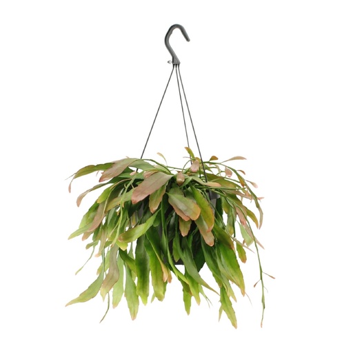 "Rhipsalis Rot Koralle - Ø17cm - ↕25cm image"