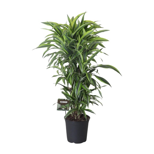 "Dracaena Fragrans Lemon Lime Vertakt - Ø27cm - ↕120cm image"