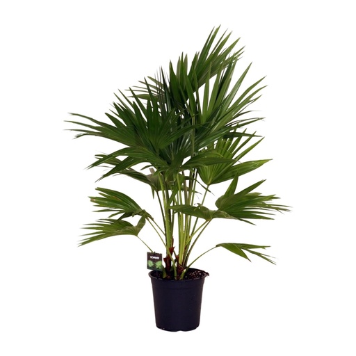 "Livistona Chinensis - Ø24cm - ↕100cm image"