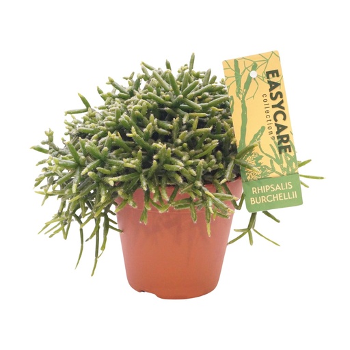 "Rhipsalis Burchellii - Ø12 ↕15-20 image"