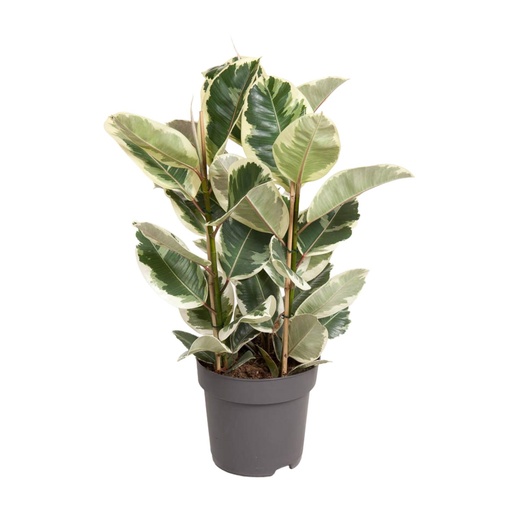 "Ficus Elastica Tineke - Ø27cm - ↕100cm image"
