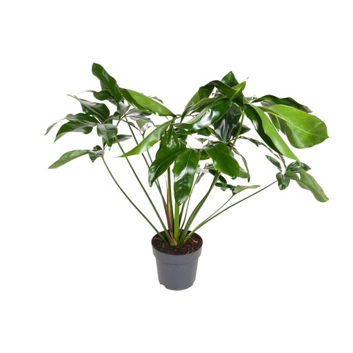 "Baumfreund (Philodendron hederaceum) – pflegeleichte Zimmerpflanze, Topf-Ø 24 cm, Höhe ca. 100 cm image"