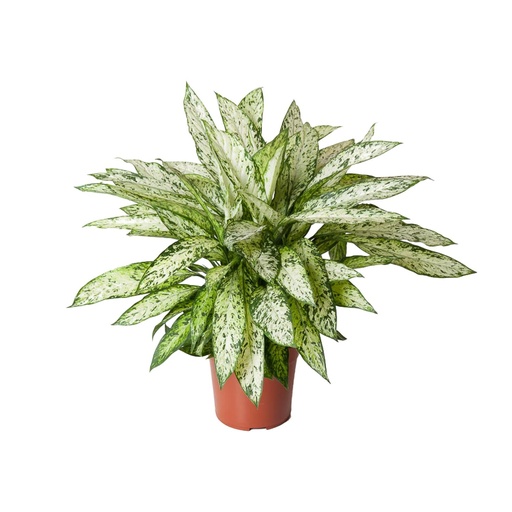 "Dieffenbachie (Dieffenbachia seguine) – pflegeleichte Zimmerpflanze, Topf-Ø 27 cm, Höhe ca. 80 cm image"