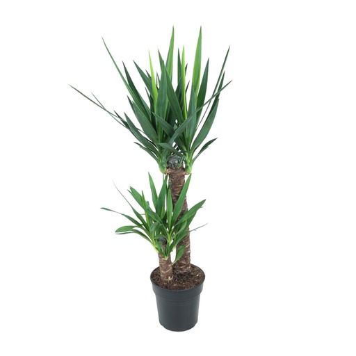 "Riesen-Palmlilie (Yucca elephantipes) – pflegeleichte Zimmerpflanze, Topf-Ø 21 cm, Höhe ca. 100 cm image"