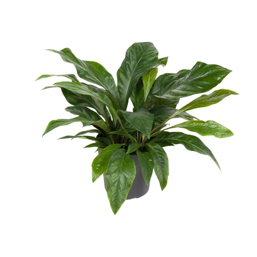 "Anthurium Jungle Bush - Ø30cm - ↕70cm image"