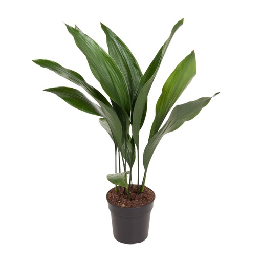 "Aspidistra Elatior - Ø17cm - ↕70cm image"