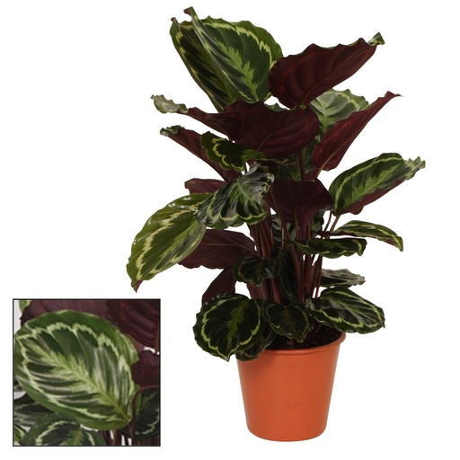 "Rosa Korbmarante (Calathea roseopicta) – pflegeleichte Zimmerpflanze, im Dekokorb, Topf-Ø 19 cm, Höhe ca. 75 cm image"