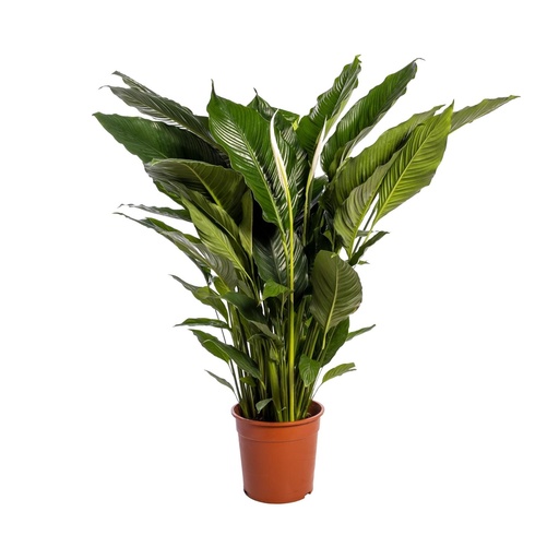 "Spathiphyllum Sweet Sebastiano - Ø24cm - ↕110cm image"