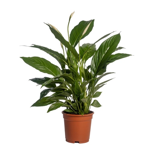 "Spathiphyllum Vivaldi - Ø17cm - ↕70cm image"